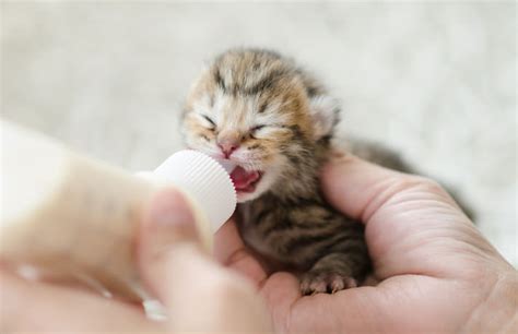 Watch my youtube video on how to bottle feed a kitten for tips on proper preparation and feeding posture. How To Bottle-Feed Kittens — Pet Central by Chewy