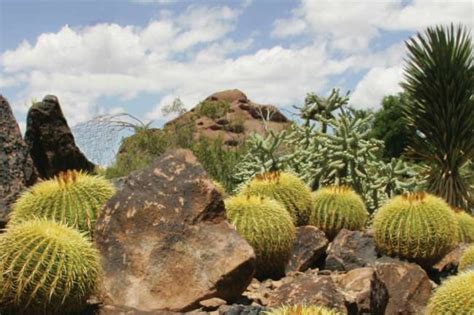Sonoran Desert Flowering Shrubs Best Flower Site