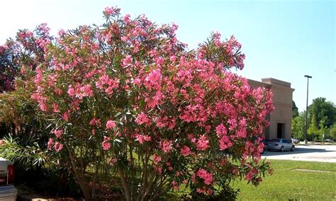 Die antwort hängt vor allem von eurer region ab und wie kalt es dort im winter ist. Oleander-Strauch | Groupon Goods