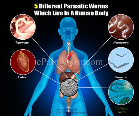 A weak sun has a tendency to give health complications related to the body parts it rules. 5 Different Parasitic Worms Which Live In A Human Body