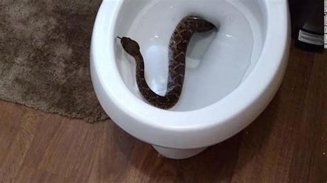 Surprise Rattlesnake In A Toilet Cnn