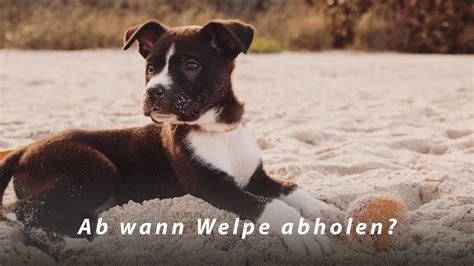 Dir wird schlecht, wenn du bestimmte gerichte riechst und kannst einiges nicht. Ab wann du deinen Welpen abholen darfst / solltest ...