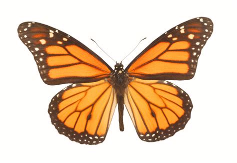 Monarch Butterfly Clip Art Library