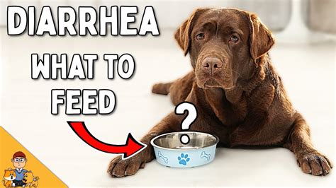 Youre Feeding Your Dog With Diarrhea Wrong Home Treatment Vet Advice