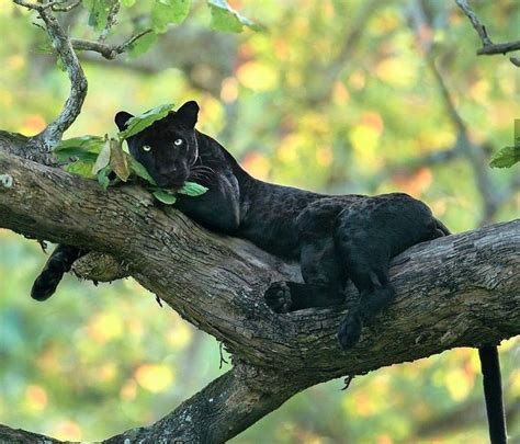 A Black Panther Relaxing In A Tree Black Jaguar Animal Jaguar