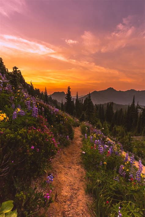 Pacific Crest Trail Leading To A Gorgeous Burn In Mount Rainier