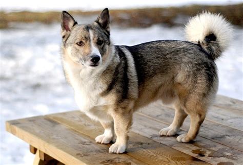 Why You Need To Know Everything About Corgi Husky Mix The Pet Town
