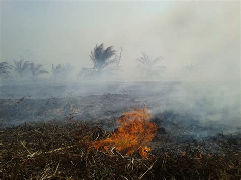 Kebakaran Hutan Gambut Di Riau Menjadi Tak Terkendali Kenapa