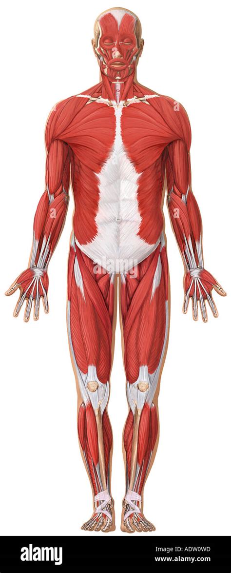 Anatomy Of The Muscular System Anterior View Stock Photo Alamy