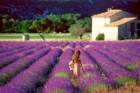 Toàn Cảnh Vườn Hoa Lavender Đà Lạt đẹp Như Cổ Tích