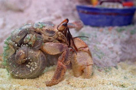 Shell Less Wonders The Fascinating World Of Hermit Crabs Without