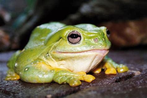 Splendid Tree Frog | Perth Zoo