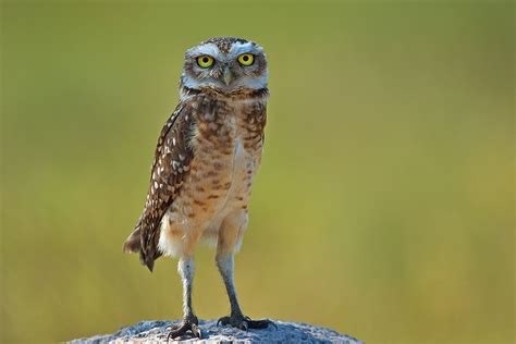 Another Burrowing Owl From Brazil Sean Crane Photography