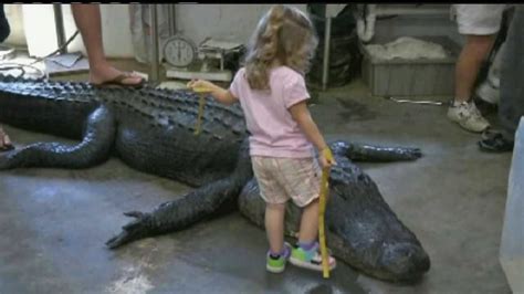 13 foot alligator caught in pensacola