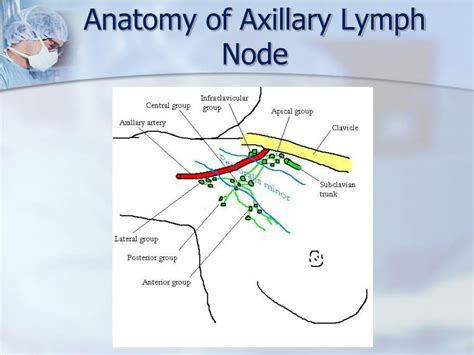 Diagram Of Axillary Lymph Nodes