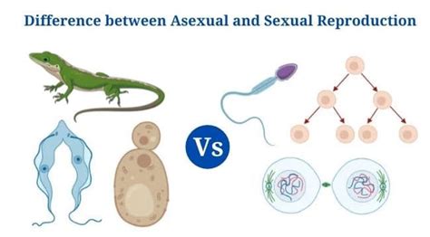 Asexual Vs Sexual Reproduction Overview Differences Examples