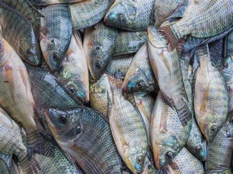 Gambar Ikan Mujair yang Beda dari Ikan Nila