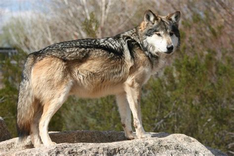 Cattlemen Tell Environews Ranchers Want Mexican Wolves Killed Despite