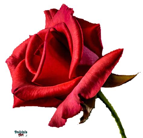 Flower Red Rose Png By Dalidas Art On Deviantart
