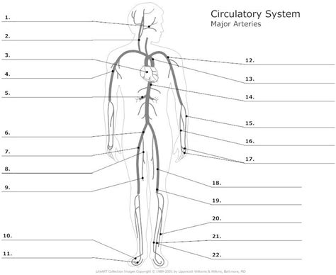 Unit 8 Circulatory System Major Arteries Diagram Quizlet