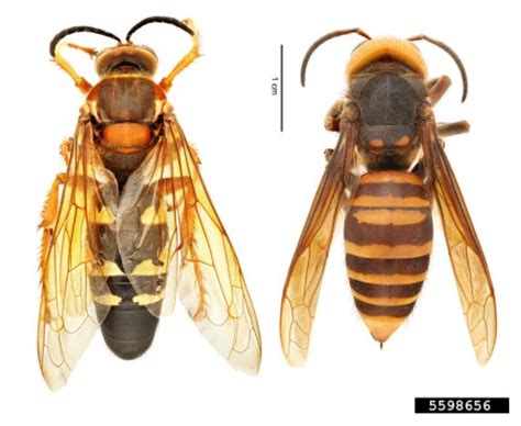 Imposter Identities “murder Hornets” Vs Eastern Cicada Killers Uf Ifas Extension Orange County