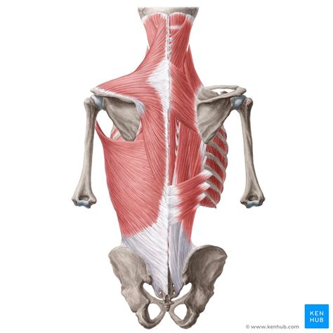 Female Upper Back Anatomy Anatomy Of The Back Spine And Back Muscles