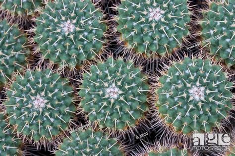 Mother Of Hundreds Cactus Mammillaria Compressa Stock Photo Picture