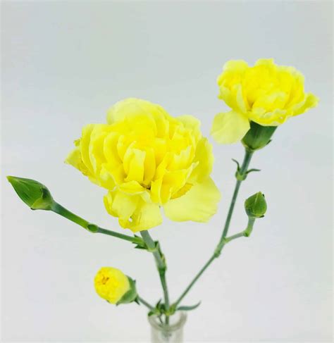 Carnation Mini Yellow Wholesale Bulk Flowers Cascade Floral