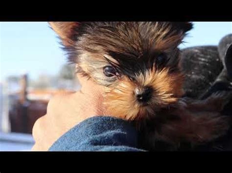 Parti vs traditional yorkshire terrier. reputable yorkie breeders in california, TEACUP PUPPIES ...