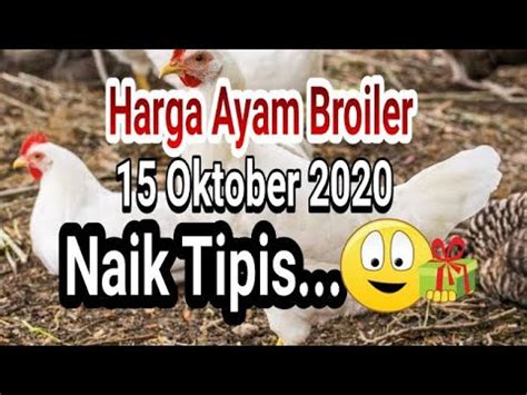 Baik harga ayam per kilo maupun per ekornya. #AyamBroiler. Update Harga Ayam Broiler Hari ini - YouTube