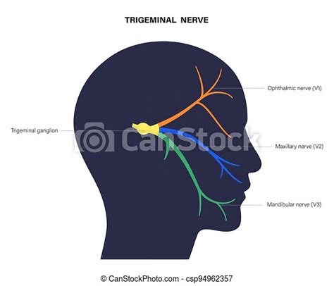 Trigeminal Nerve Diagram Ganglion Ophthalmic Mandibular And