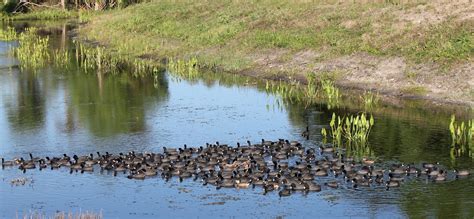They protect our shores from wave action, reduce the impacts of floods, absorb pollutants and improve water quality. Views From Our Kayak: Orlando Wetlands Park