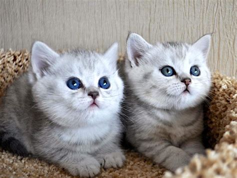 Котята разных пород 65 фото Фотографии милых котят разных пород