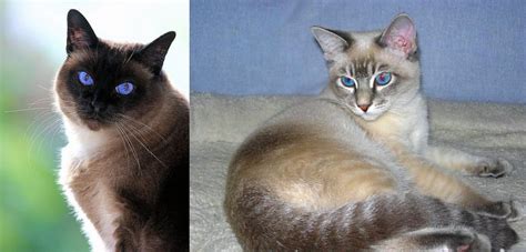 Tiger Cat Vs Applehead Siamese Breed Comparison