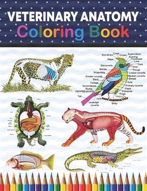 Veterinary Anatomy Coloring Book 9798704995944