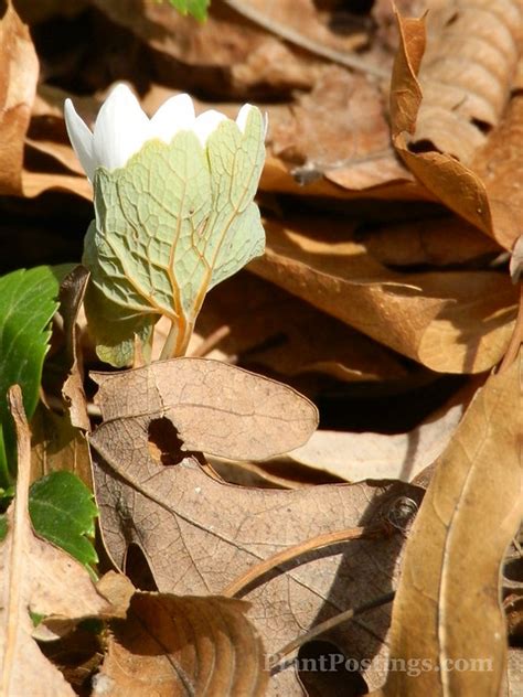 Plantpostings Plant Of The Month Bloodroot