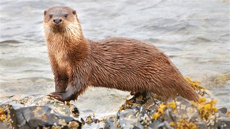 Bbc Two Otter On The Isle Of Mull Springwatch Guide To Otters