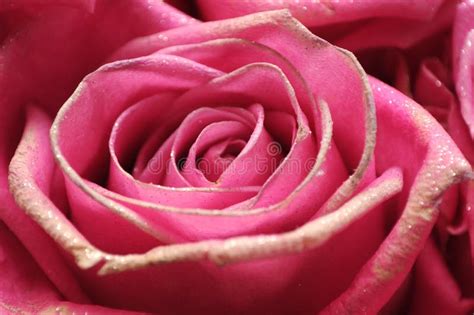 Pink Glitter Rose Stock Photo Image Of Twinkling Wedding 29508544