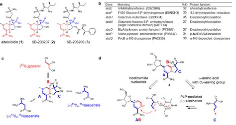 ß Nad Serving As A Building Block For Natural Product Biosynthesis A