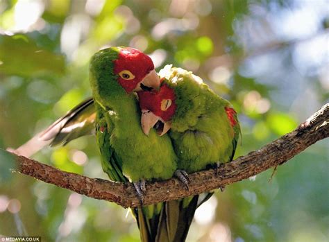 A parrot native to central and eastern south america. True lovebirds! Feathered friends enjoy a quick nuzzle in ...