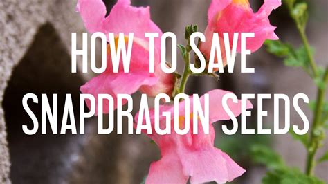 How To Save Snapdragon Seeds Youtube