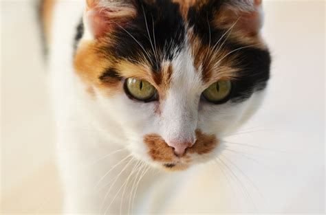 Calico Cat Names 108 Names For Stunning Tri Colored Felines