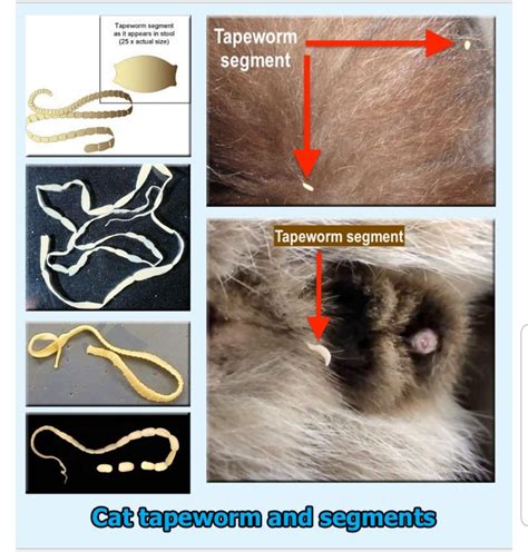 Tapeworm Segments In Cats