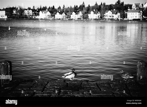 Pato Famoso Imágenes De Stock En Blanco Y Negro Alamy