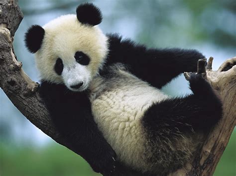 Amazing Giant Panda Endangered Species Giant Pandas