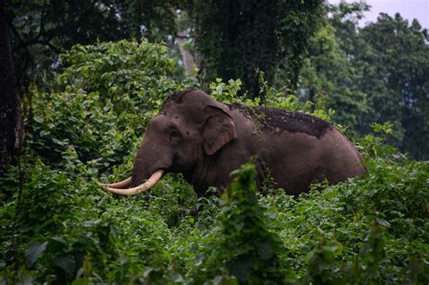 Elephant Kills Woman Then Returns To Funeral And Tramples Corpse