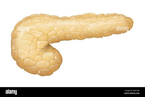 Human Pancreas Illustration Stock Photo Alamy
