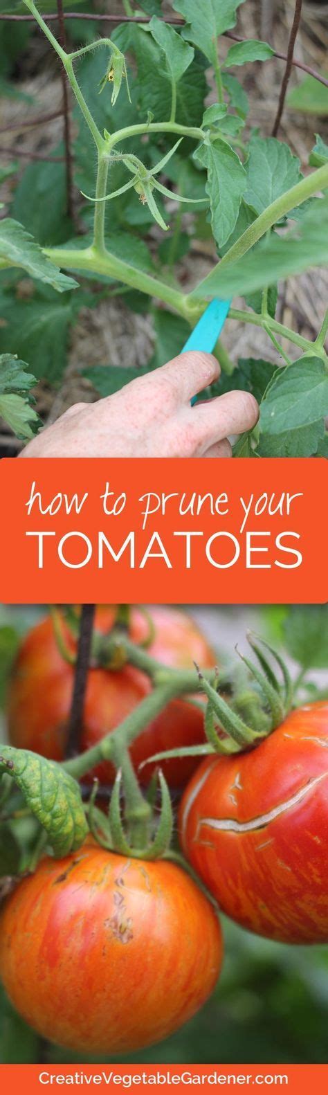 How To Prune Your Tomato Plants — Info You Should Know