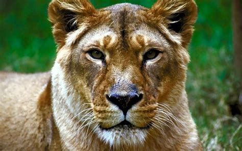 Der löwe regiert mit seiner prachtvollen mähnenkrone über die savanne und die menschliche fantasie. Bilder Löwen
