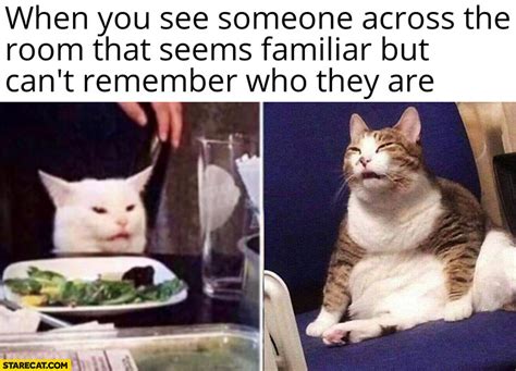 18 Cat Memes Confused Factory Memes